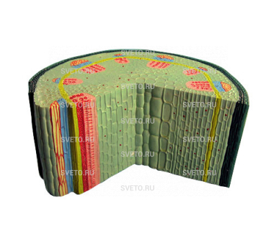 Модель стебля растения